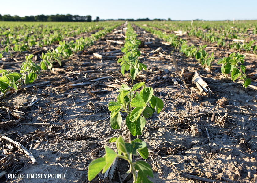 The Great Debate What s the Ideal Row Spacing for Planting